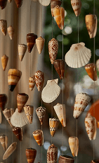 Shell rattles